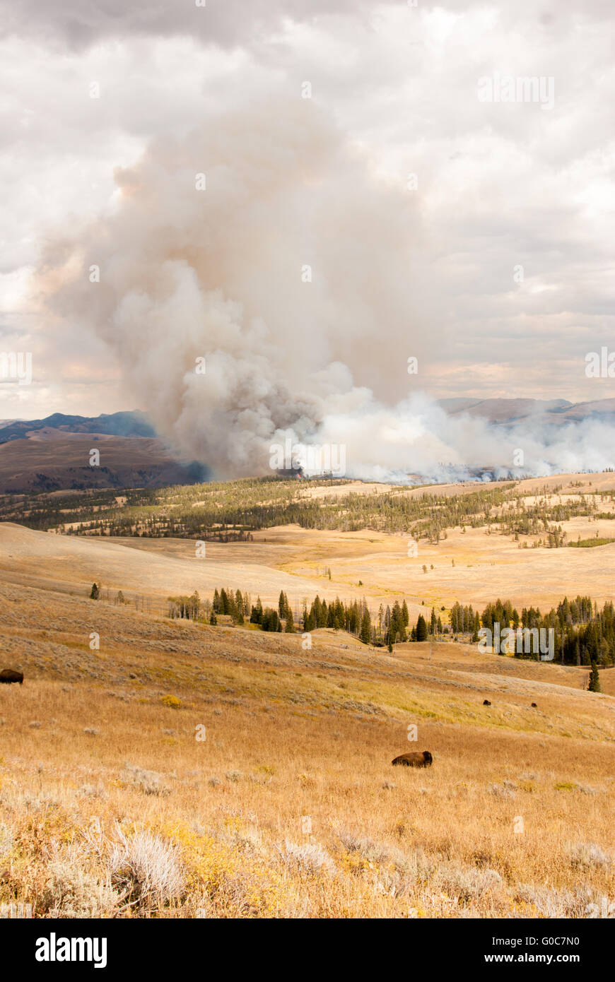 Fire Threatens Bison Pastures In Yellowstone Stock Photo Alamy