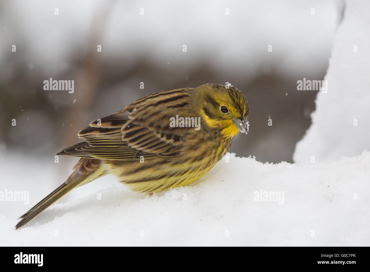 yellowhammer Stock Photo