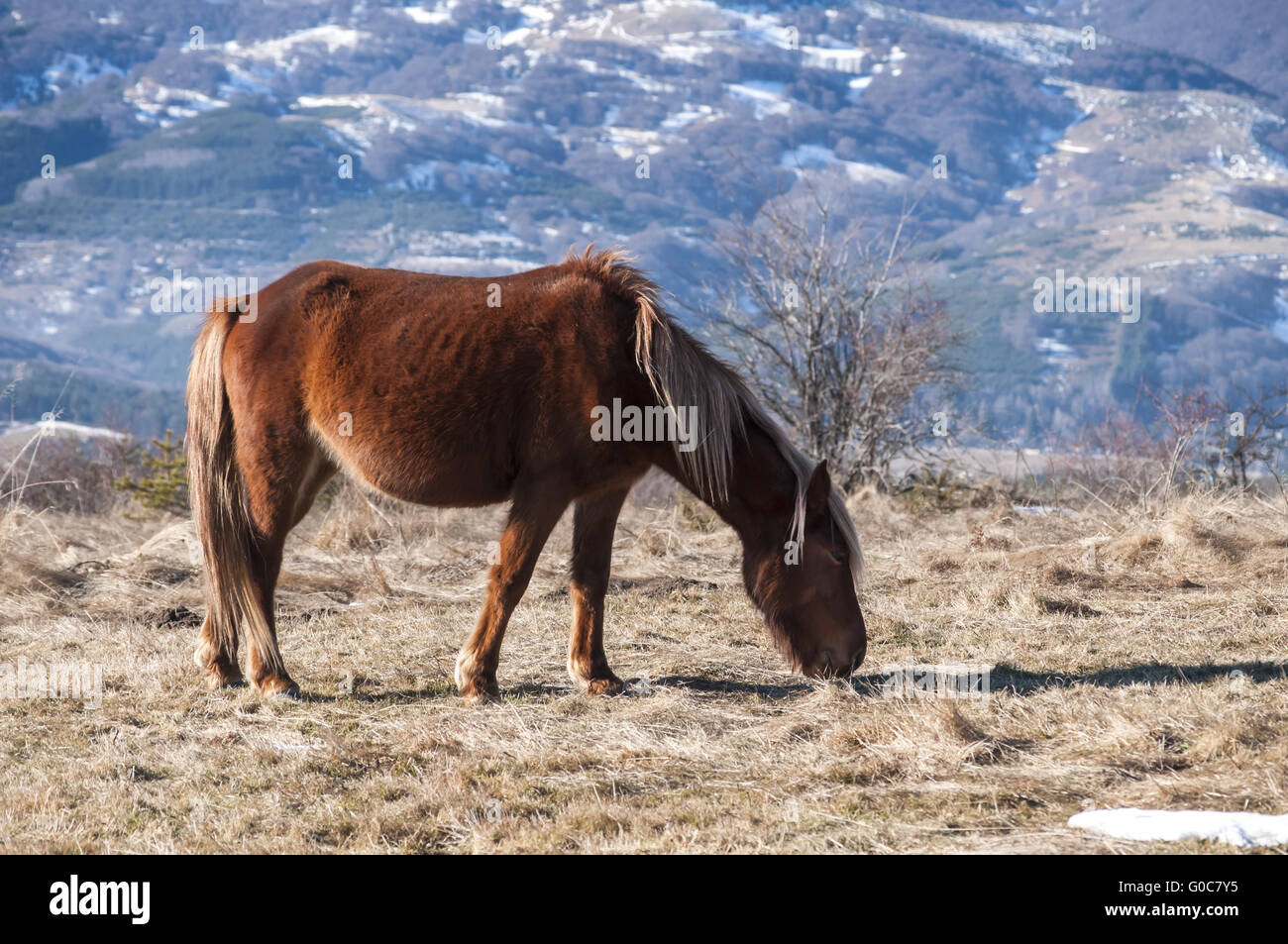 Young highland hinny grazing on winter mea Stock Photo