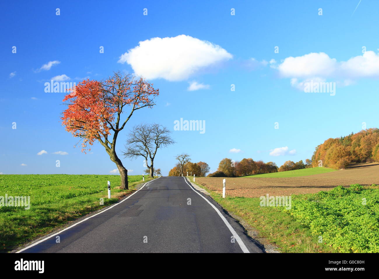 Autumn tree on a country road Stock Photo