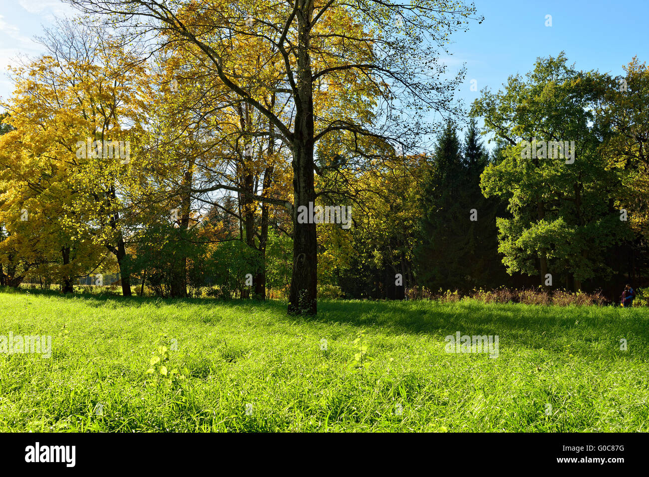Autumn sunny landscape with   in Pushkin garden. Stock Photo