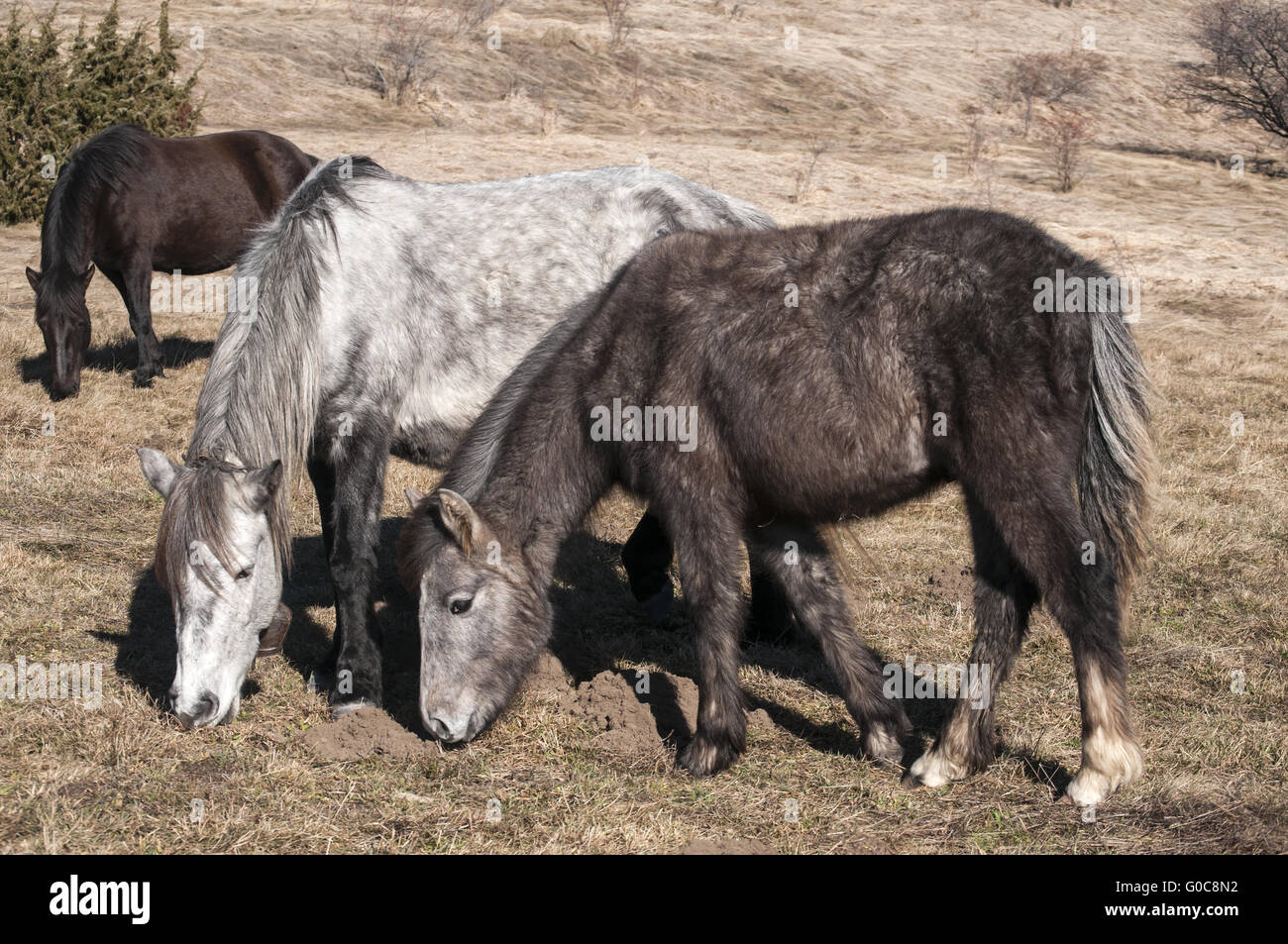 Highland hinnies grazing on winter mountain meadow Stock Photo