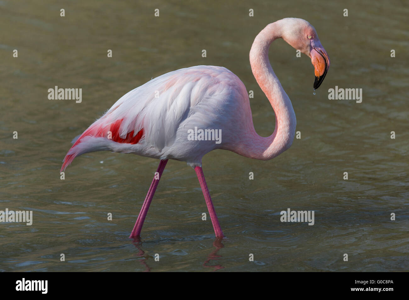 a group of flamingos in the camargue in france Stock Photo