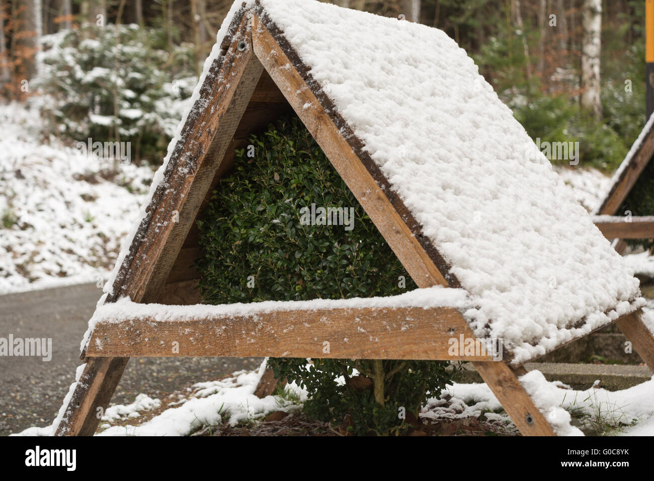 Boxwood with winter protection against heavy snow Stock Photo