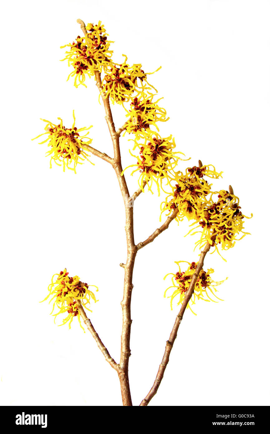 blooming branch of witch hazel (Hamamelis Stock Photo Alamy