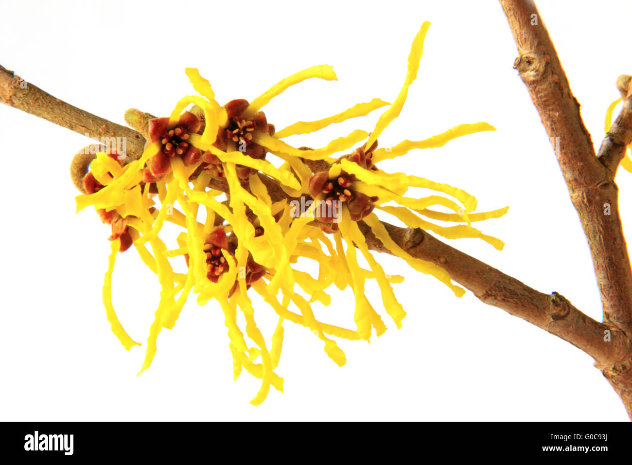 blooming branch of witch hazel (Hamamelis Stock Photo Alamy