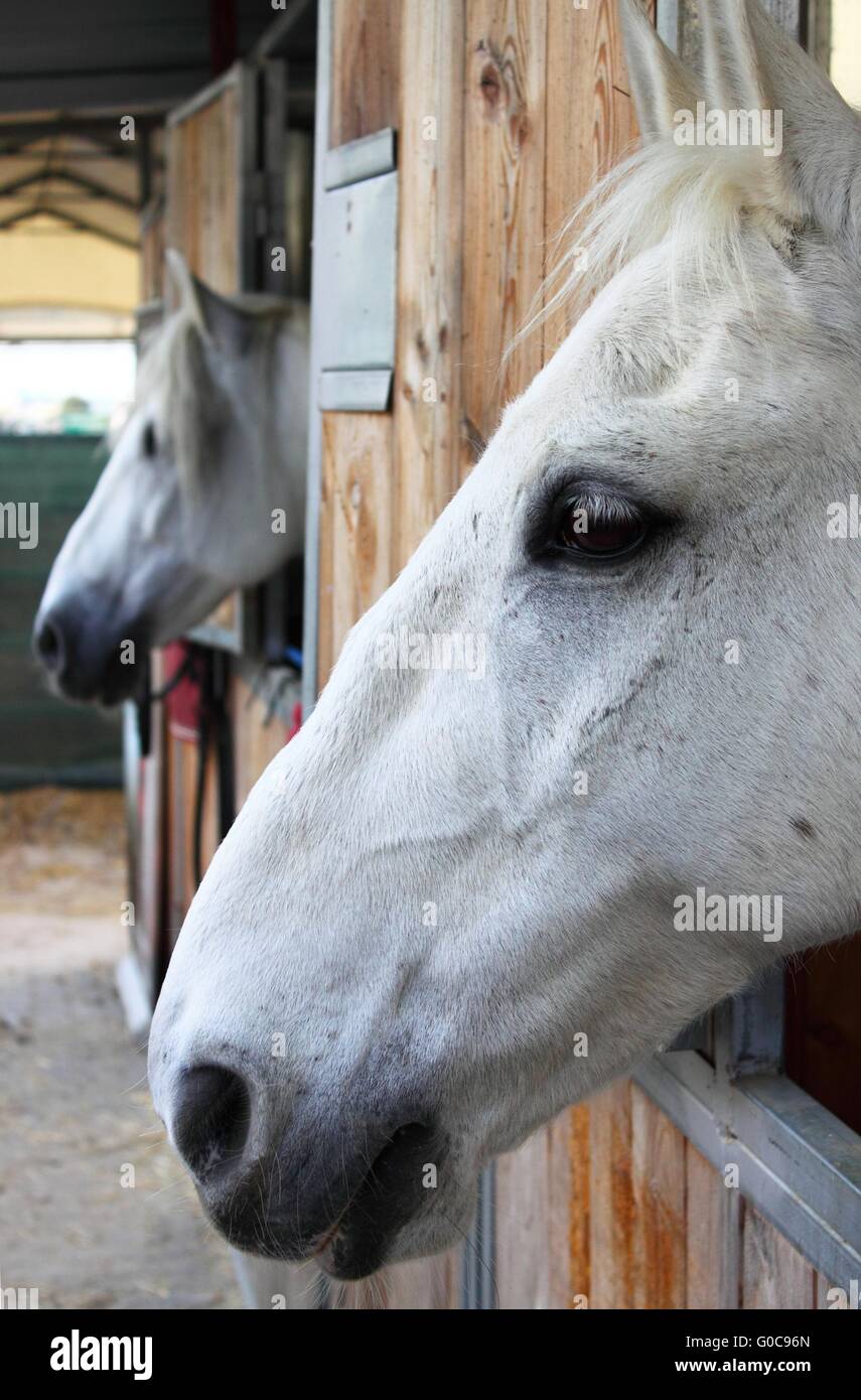 White horses in their stable Stock Photo