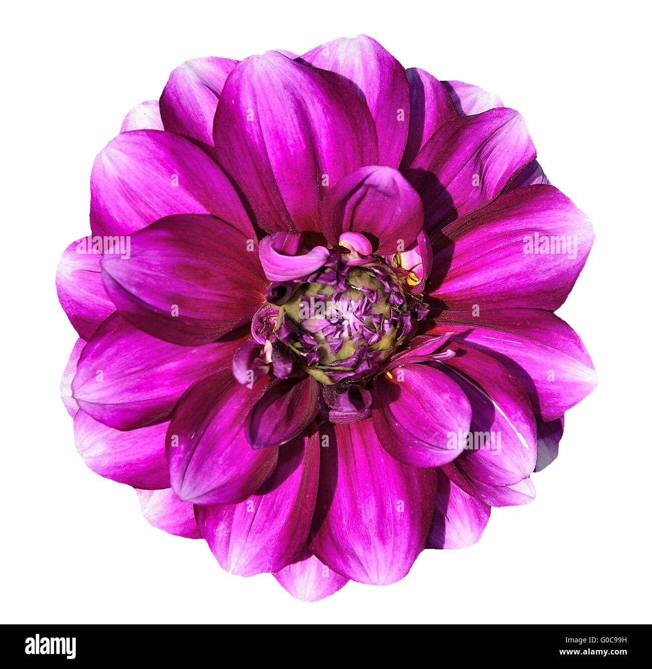 Pink dahlia flower Stock Photo - Alamy