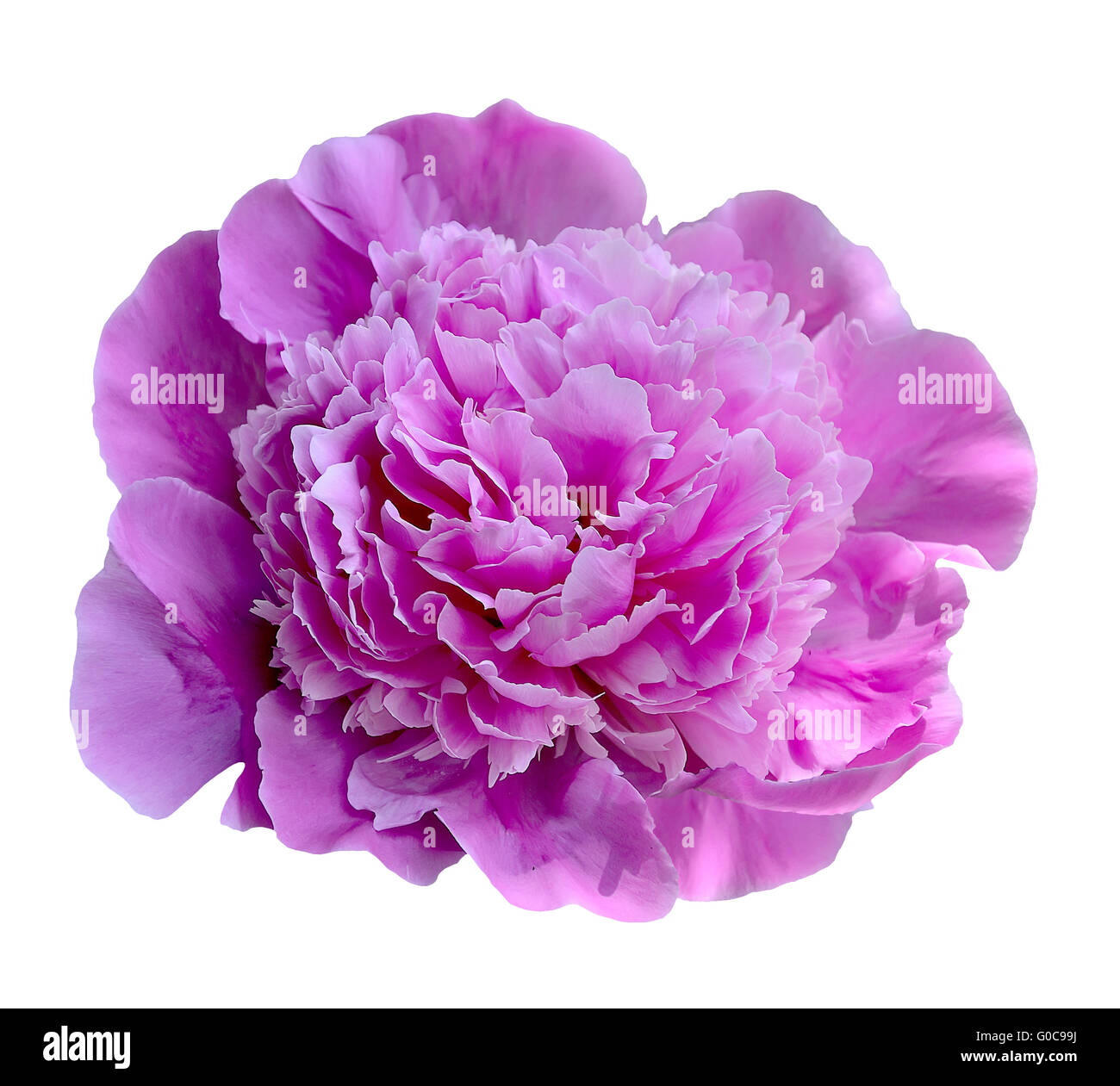 Pink peony flower Stock Photo Alamy