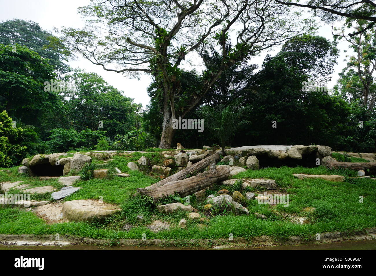 lion at singapore zoo Stock Photo Alamy