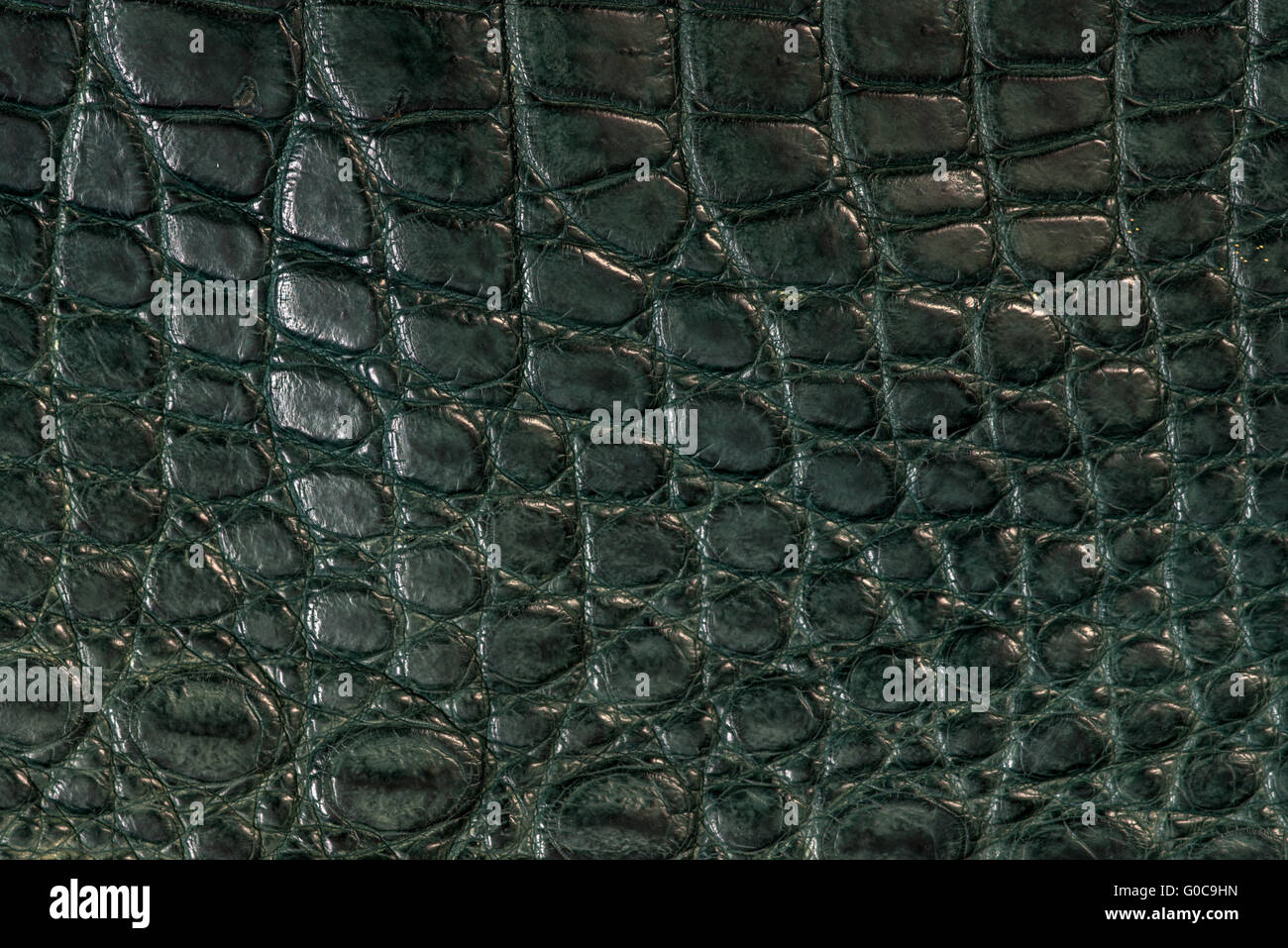 Alligator, leather, hide, skins in green colour Stock Photo