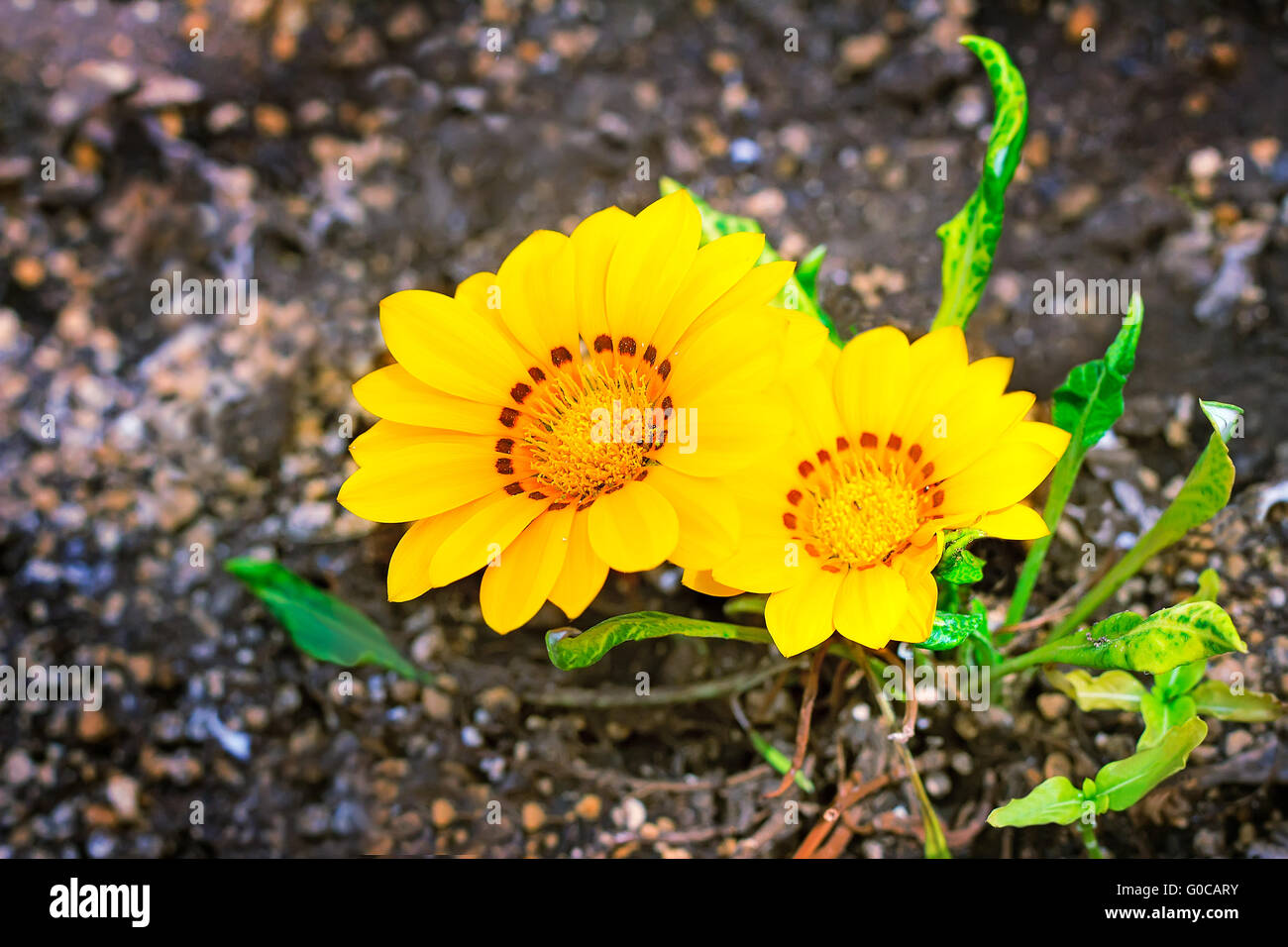 Yellow flower with leaves hi-res stock photography and images - Alamy