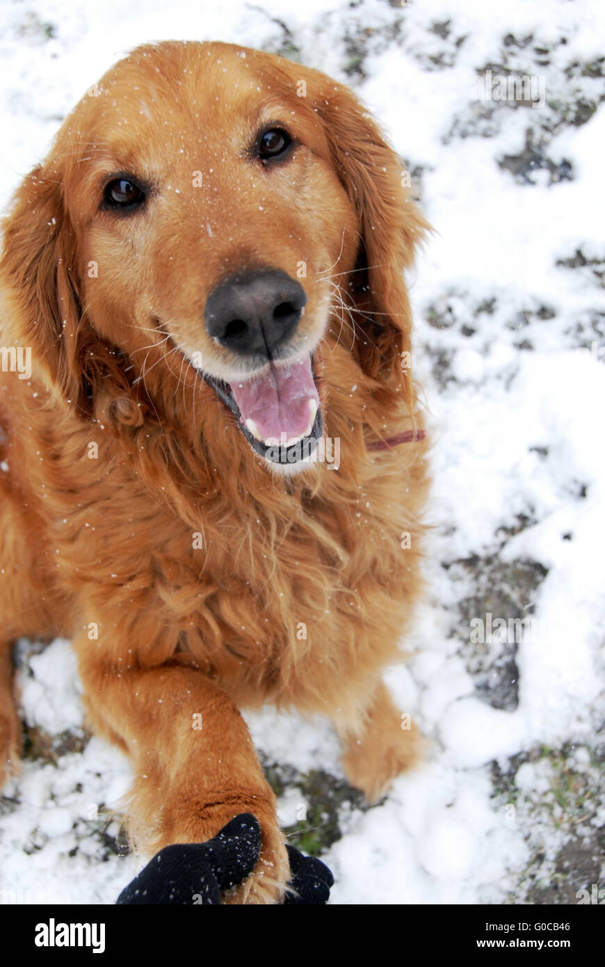 Golden retriever portrait at snow Stock Photo - Alamy