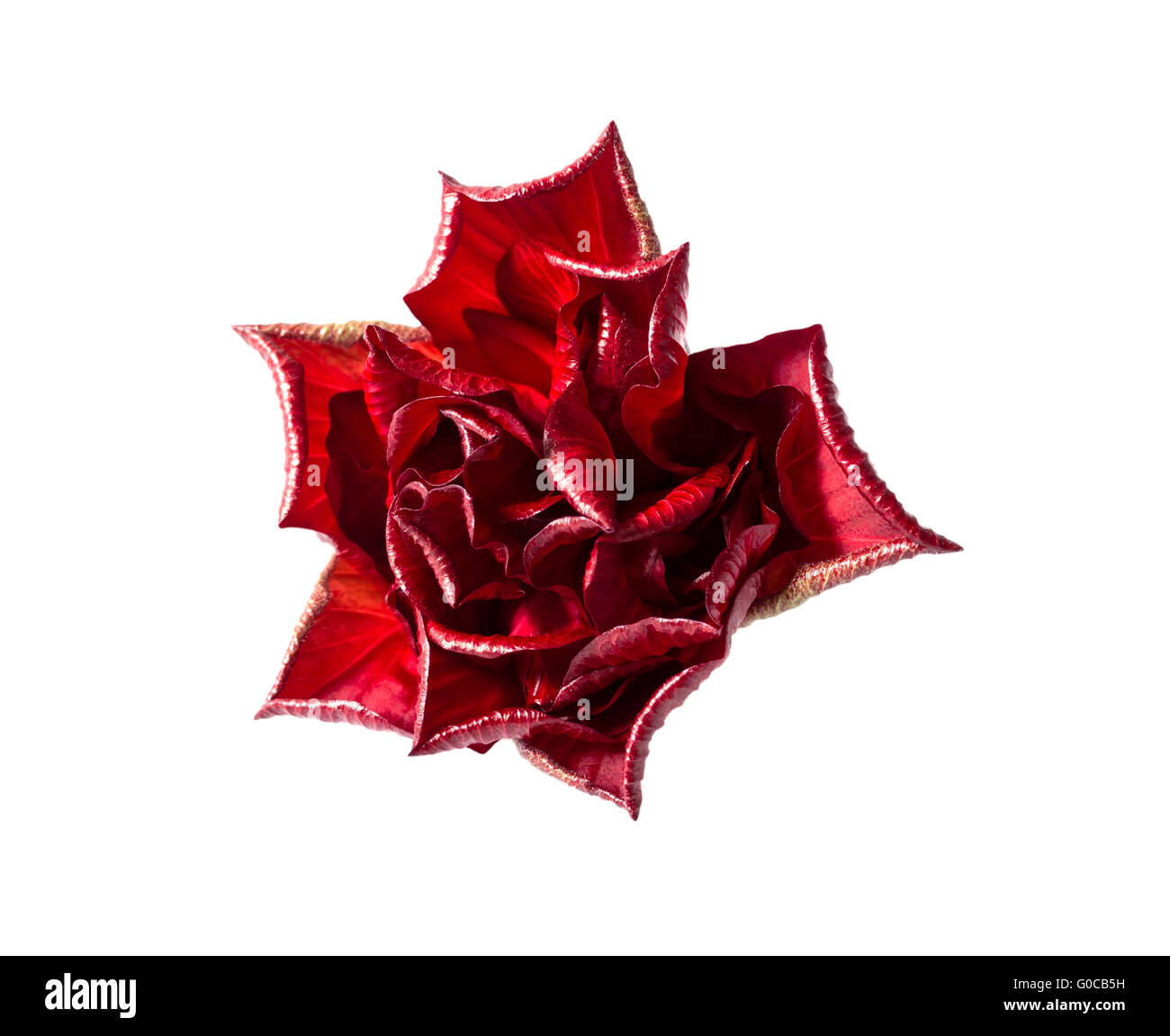 A single red rose isolated on white background Stock Photo - Alamy
