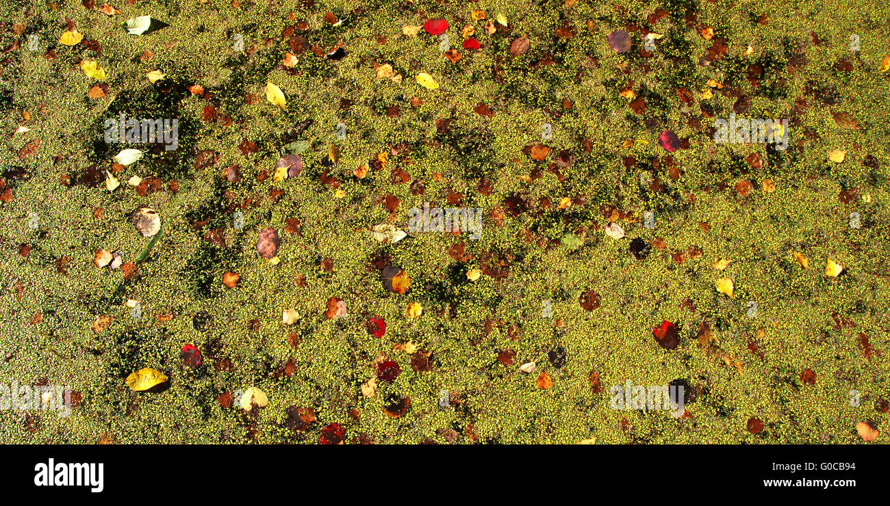 Floating Carpet of Duckweeds and foliage Leaves Stock Photo Alamy