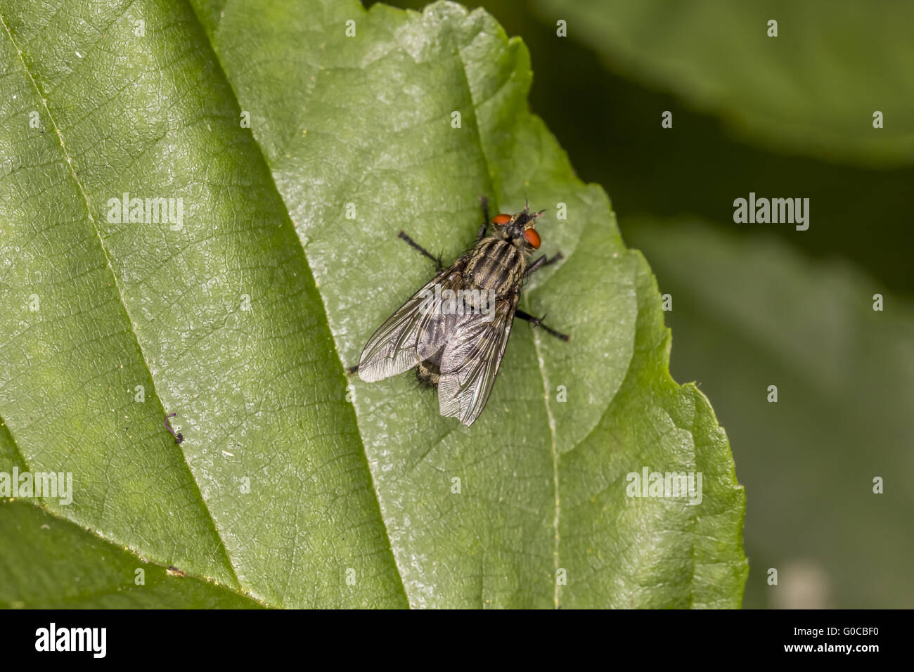 Sarcophaga carnaria, Common flesh fly, Germany Stock Photo