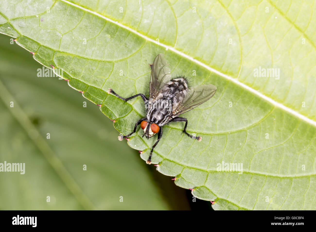 Sarcophaga carnaria, Common flesh fly, Germany Stock Photo