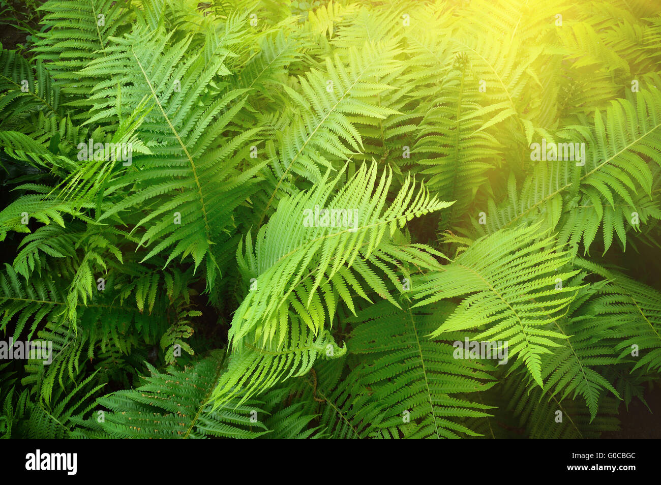 Lush green fern Stock Photo - Alamy