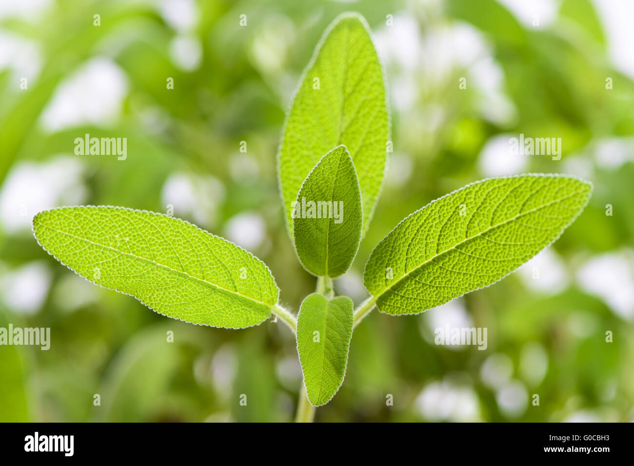 sage leaves in detail Stock Photo