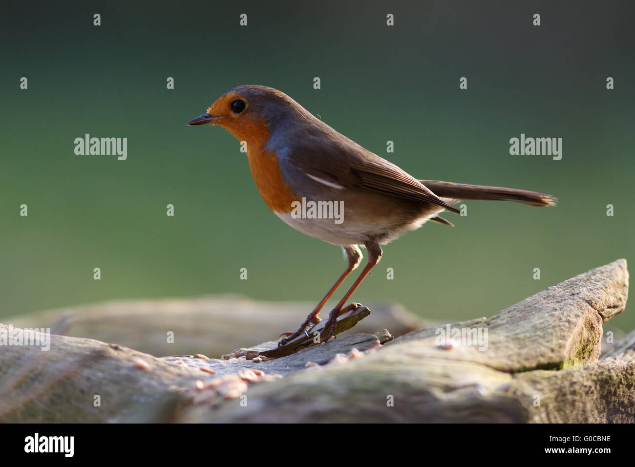 Red robin flying hi-res stock photography and images - Alamy