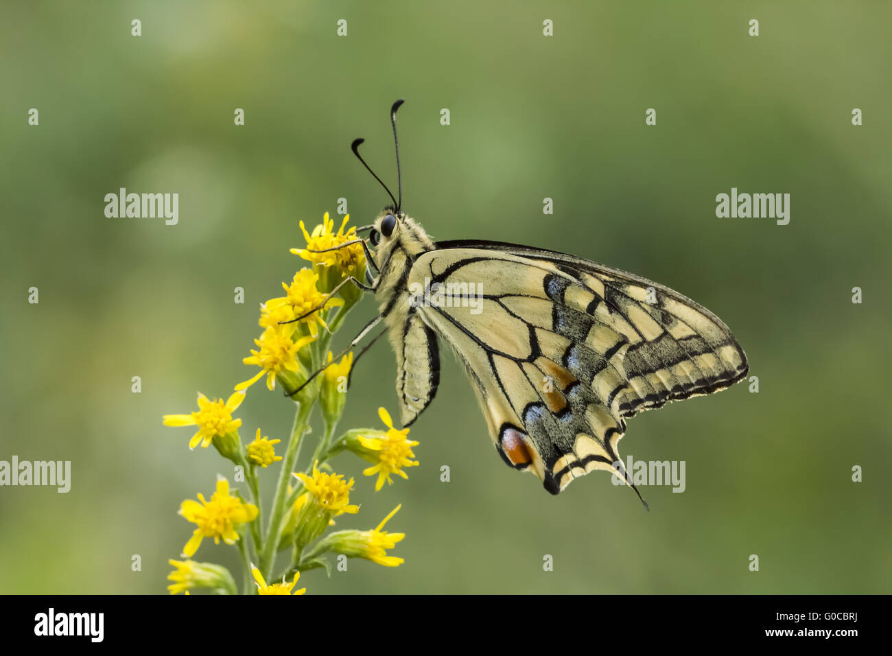 Papilio machaon, European Swallowtail from Germany Stock Photo