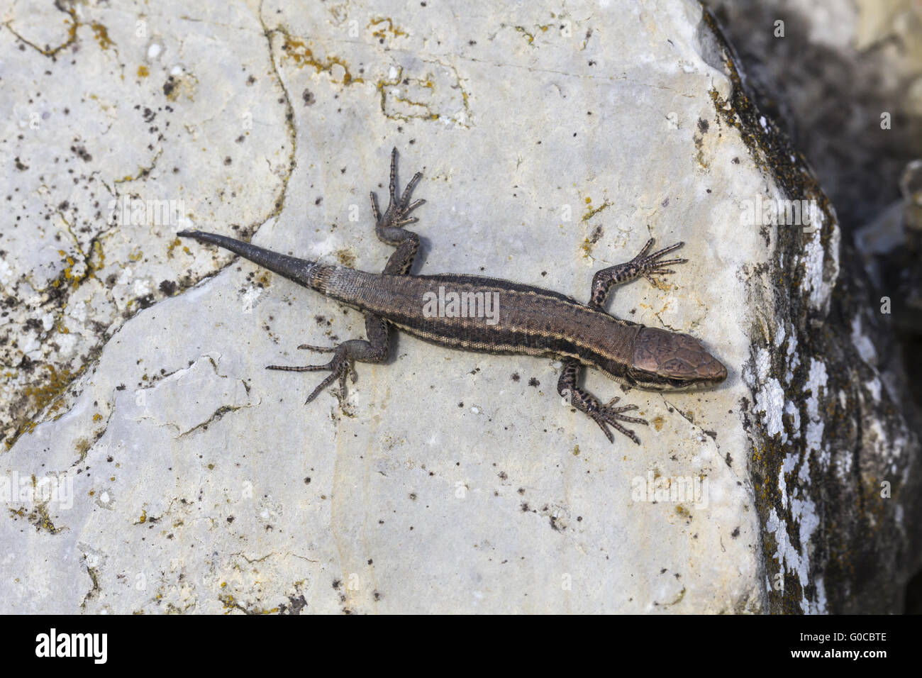 Jersey lizards hi-res stock photography and images - Alamy