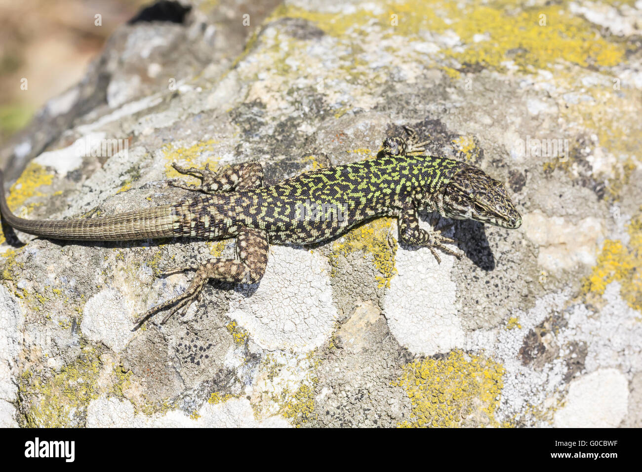 Podarcis sicula campestris, Italian Wall Lizard Stock Photo