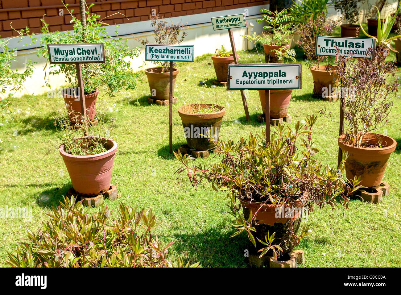 Ayurvedic herbal tradition hires stock photography and images Alamy