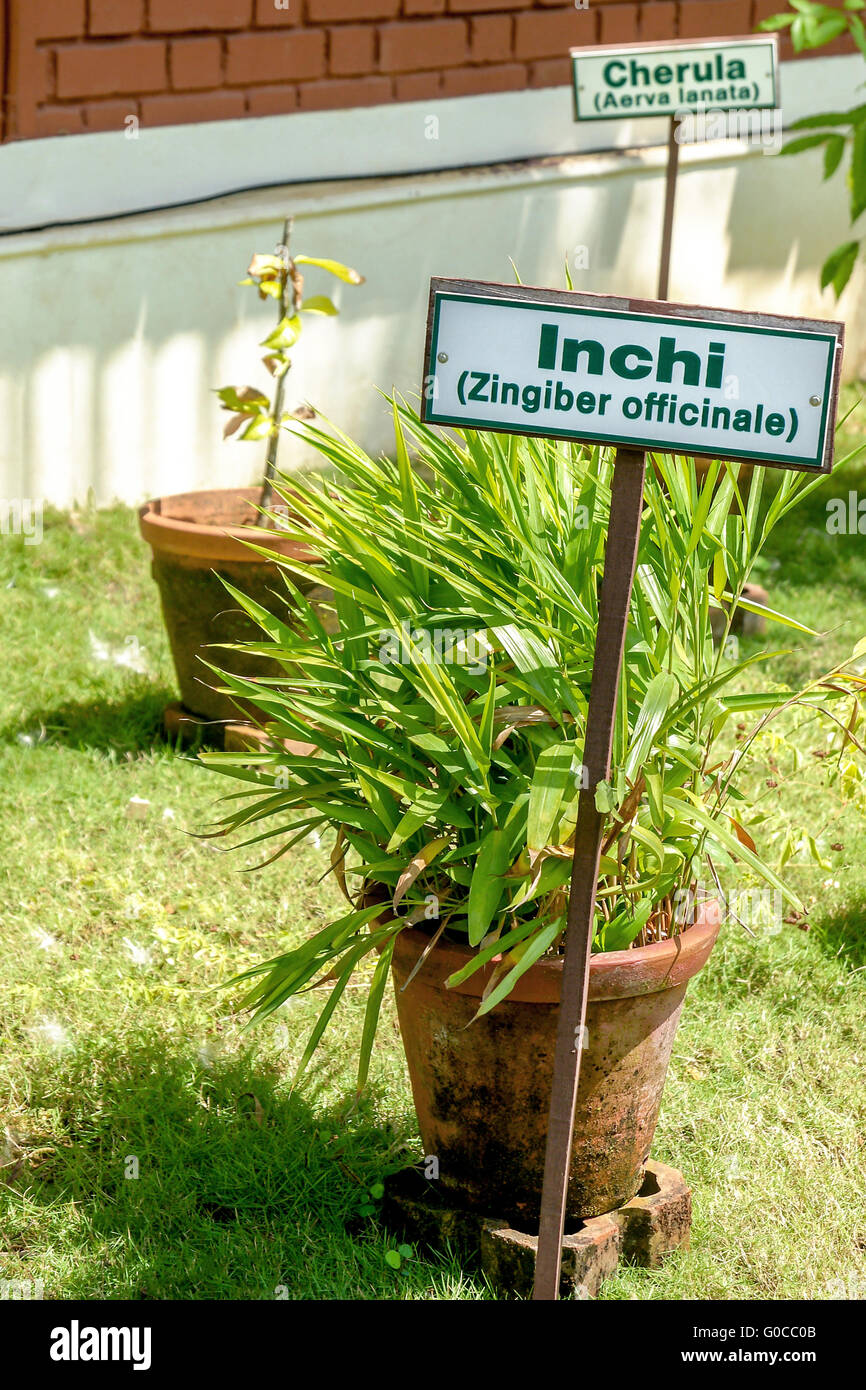 Ginger plant with name tag in a clay pot in an Ayu Stock Photo Alamy