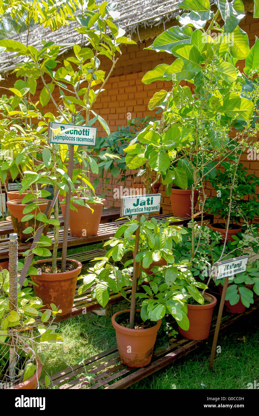 Ayurvedic herb garden with various herbs with name Stock Photo
