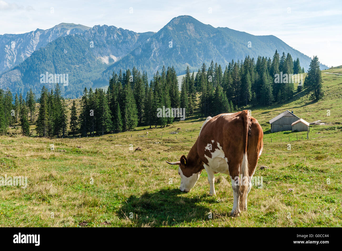 Cow grazing in the alps Stock Photo - Alamy