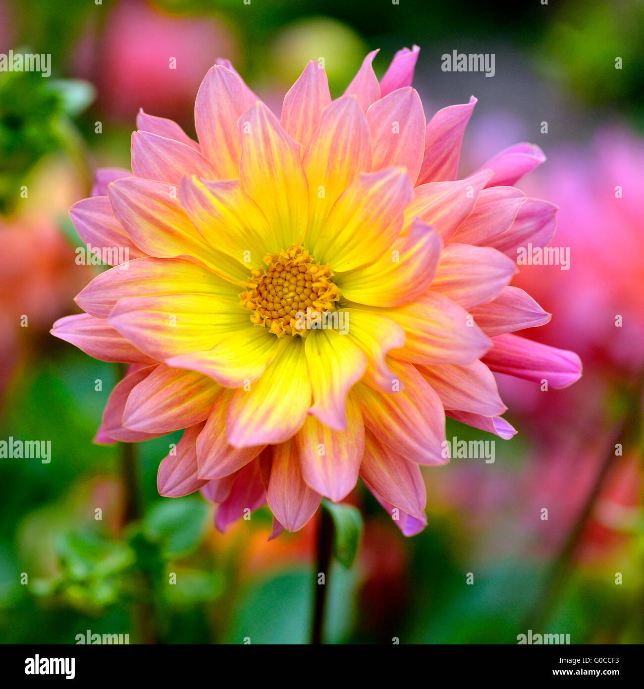 Macro of red and yellow dahlia seen from face Stock Photo