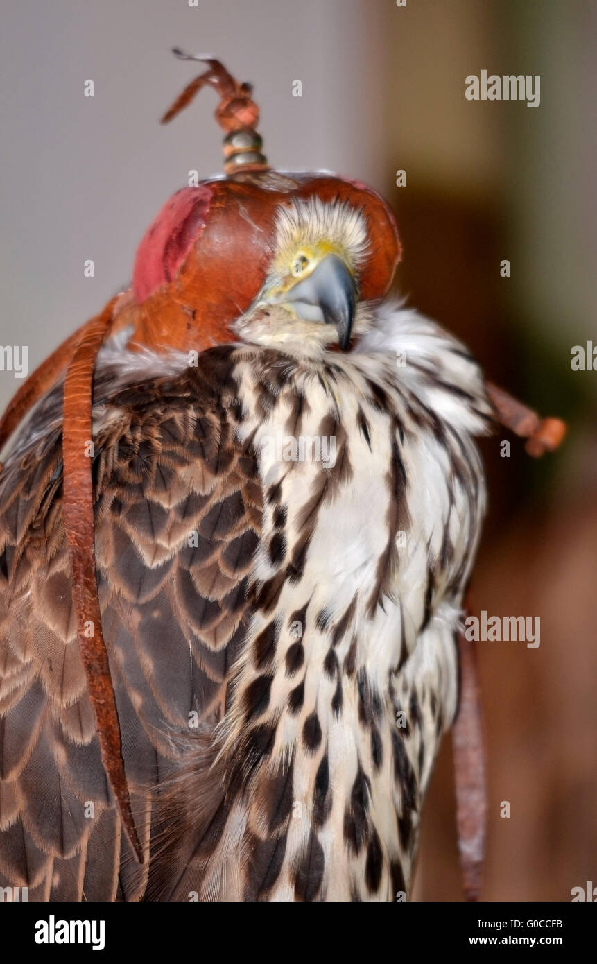 Portrait of hooded saker falcon (Falco cherrug) Stock Photo