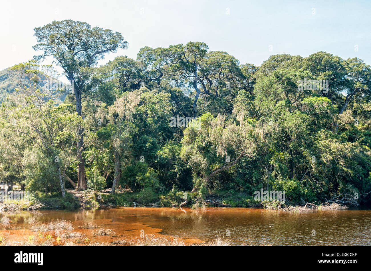 The Groot River with large yellowwood trees in the Tsitsikama Forest in the back Stock Photo
