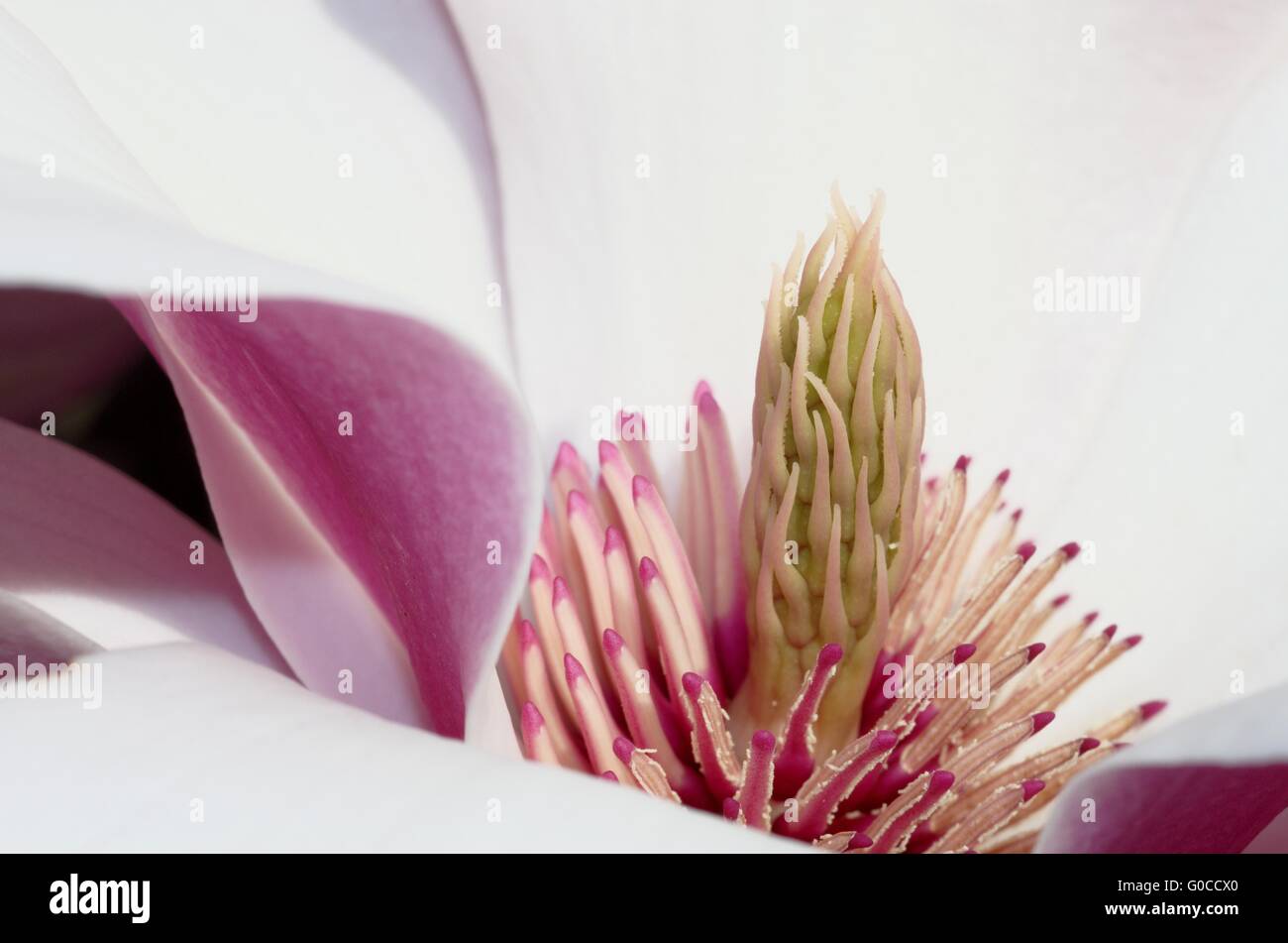 Flowering Magnolia Stock Photo