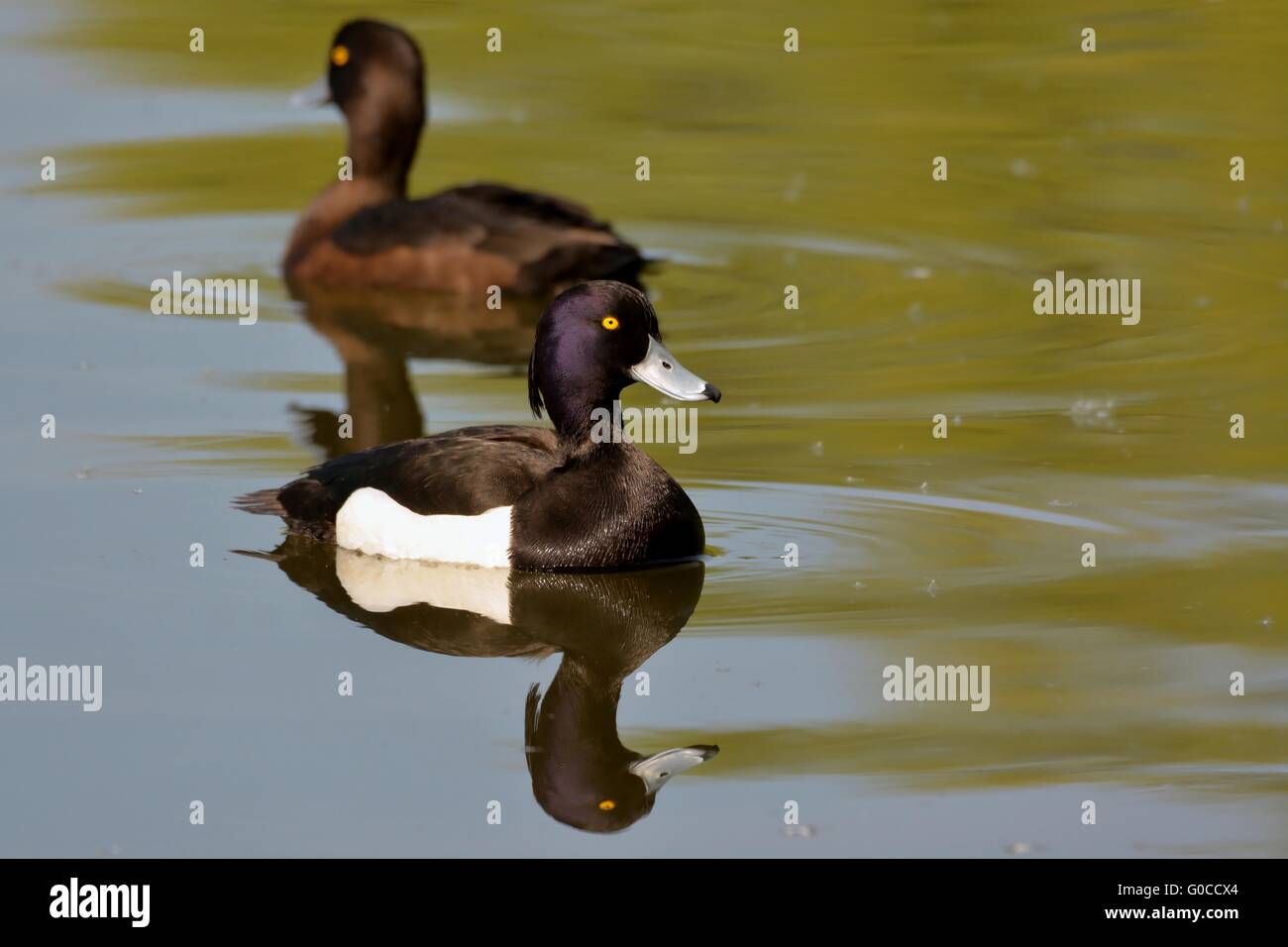 tufted ducks on a lake Stock Photo