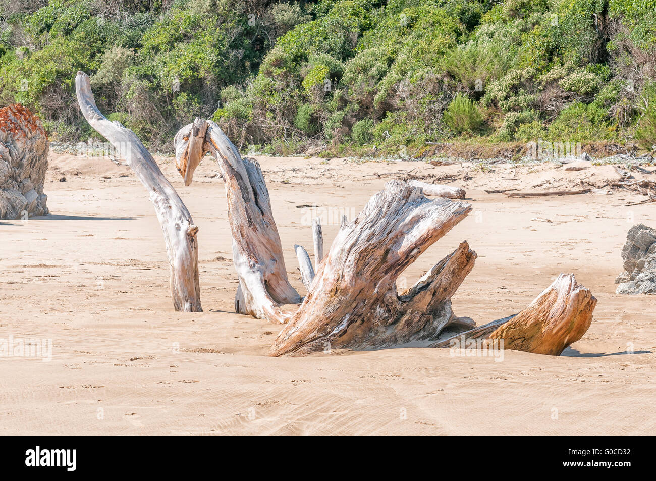 A natural wooden sculpture on a beach at The Point at the small town of Natures Valley Stock Photo