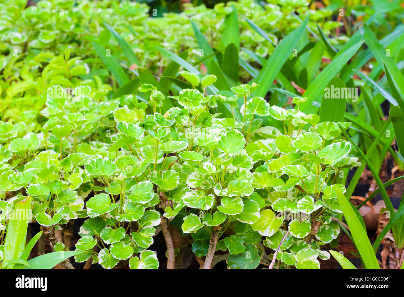 green leafs background :Epipremnum aureum is a species of flowering plant in the family of Araceae, native in Mo'orea, French Po Stock Photo