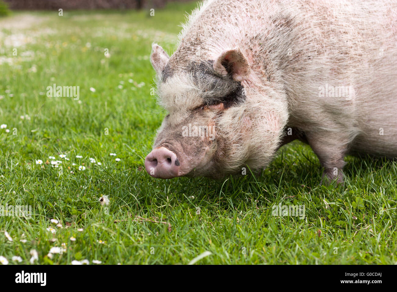 Pig in the grass Stock Photo