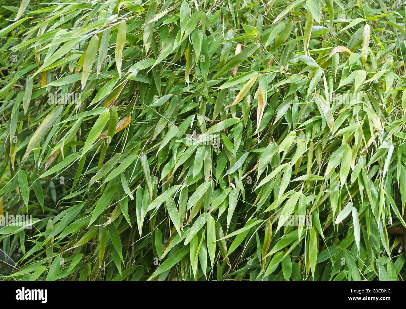 dense thicket from  green-leaved bamboo shrubs Stock Photo
