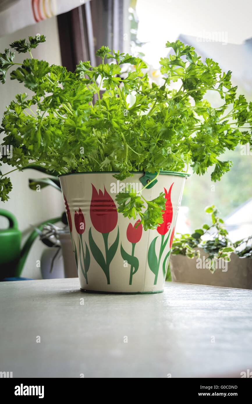 Parsley in the kitchen Stock Photo Alamy