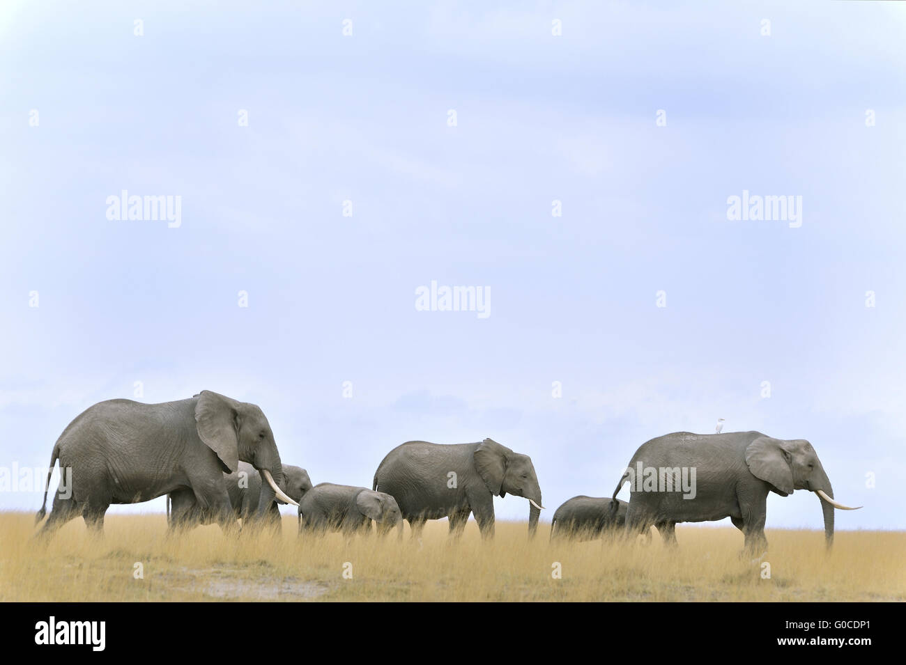 Moving group of elephants on the horizon of Ambose Stock Photo
