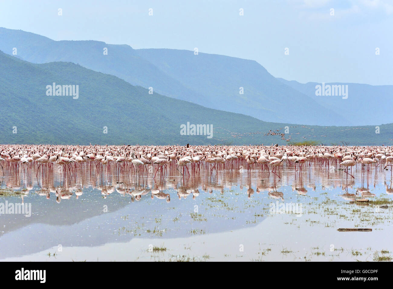 Landscape of Lake Bogoria with innumberable Lesser Stock Photo