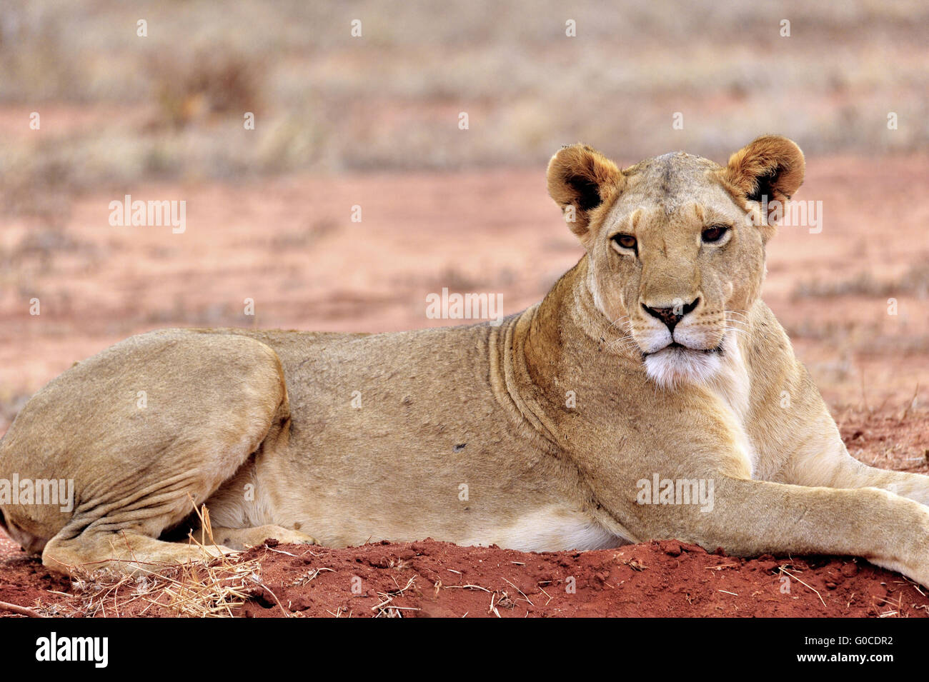 Relaxed posing of a Lion on the red Soil of Tsavo Stock Photo