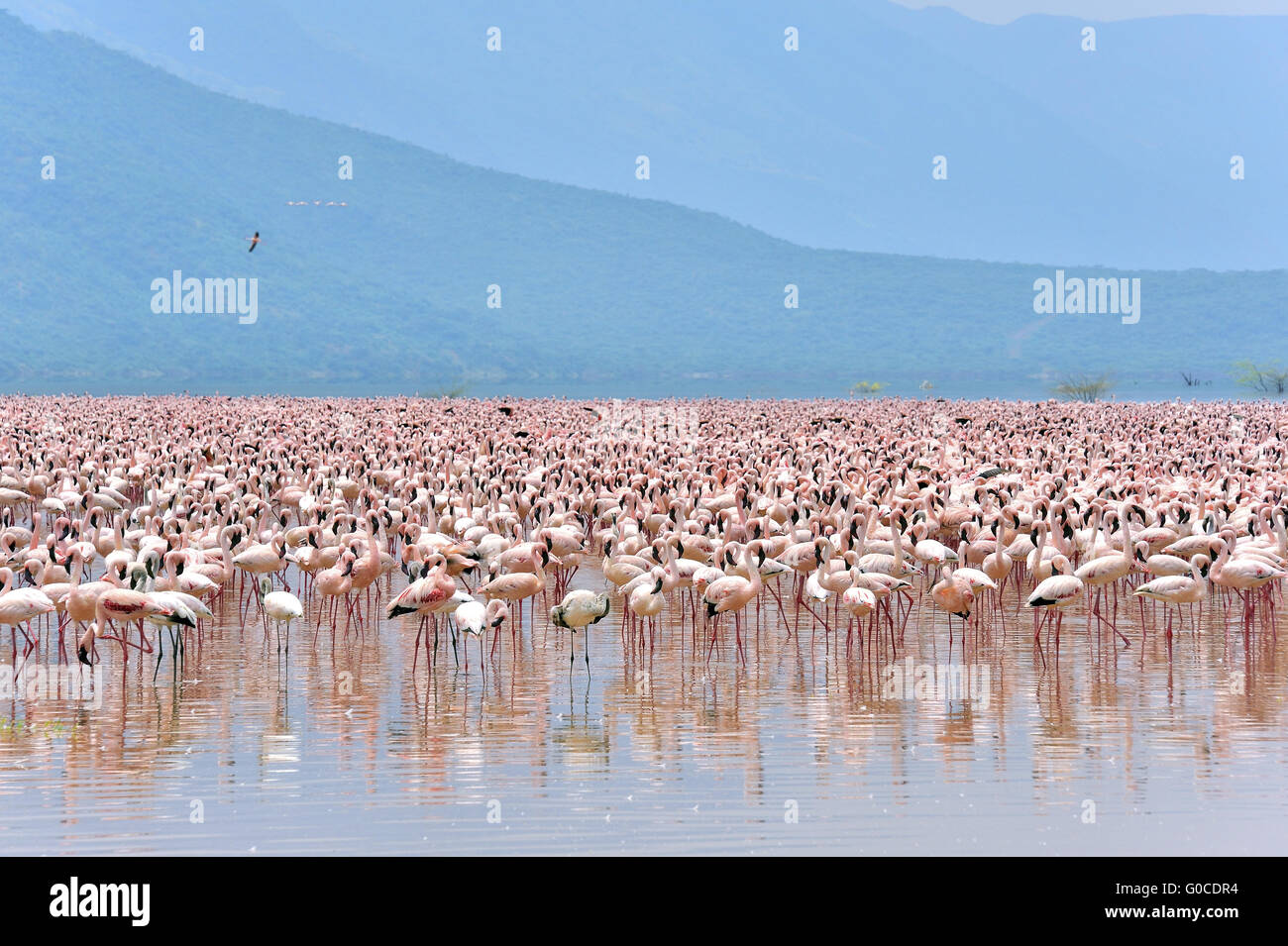 Huge Swarm of Lesser Flamingos at Lake Bogoria Stock Photo