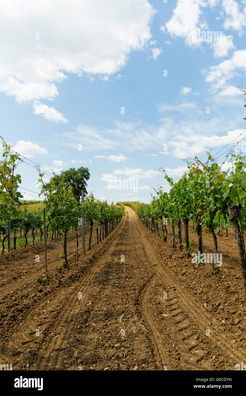Beautiful landscape in the Tokay grapes - Hungary Stock Photo
