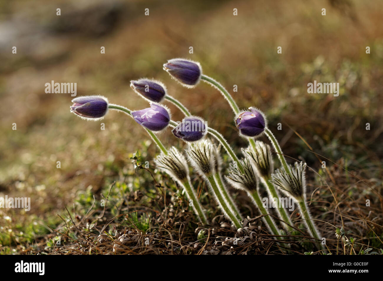 Beautiful purple flower at spring in the meadow Stock Photo - Alamy