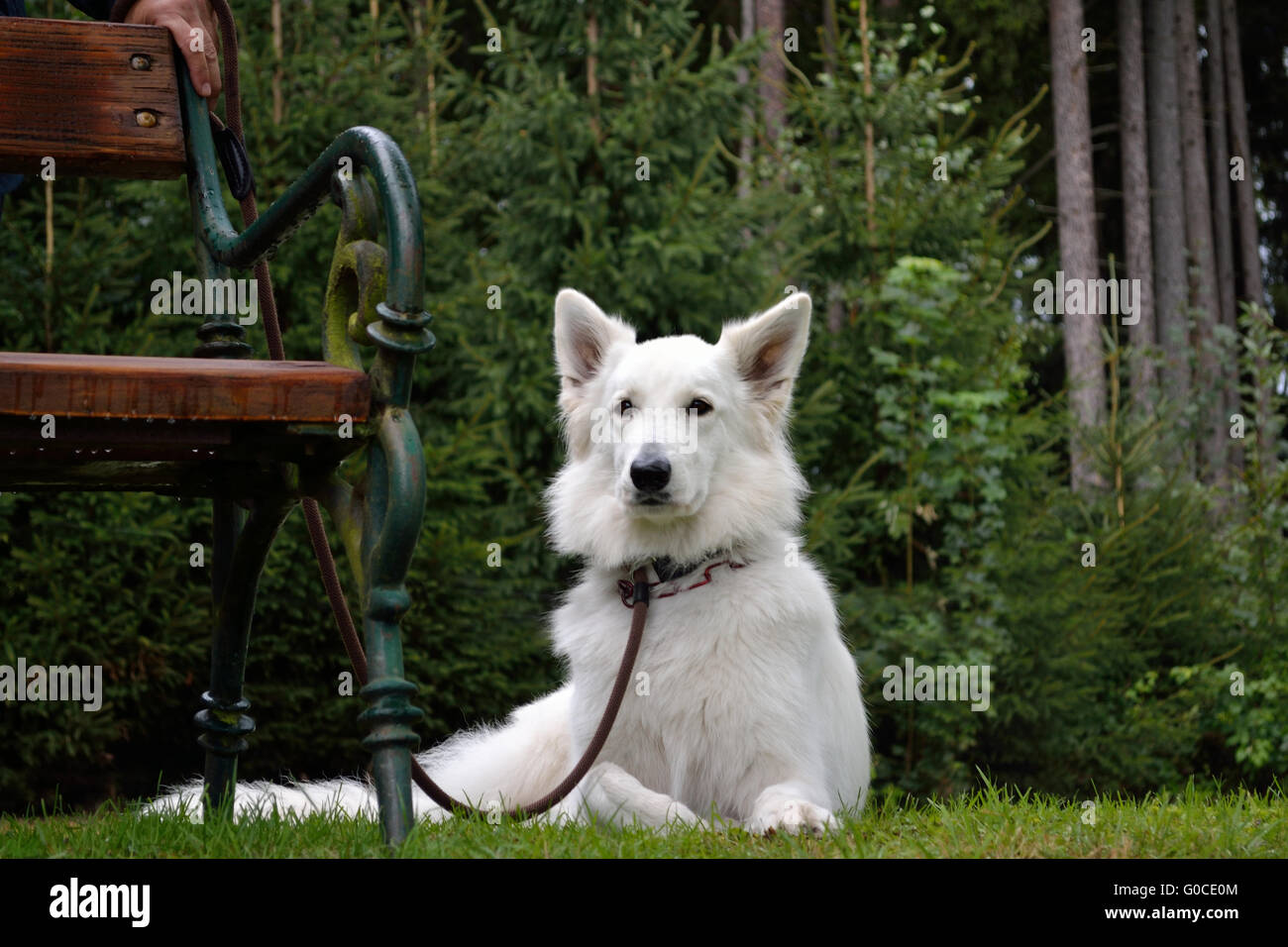 White Swiss Shepherd dog on leash next to park ben Stock Photo