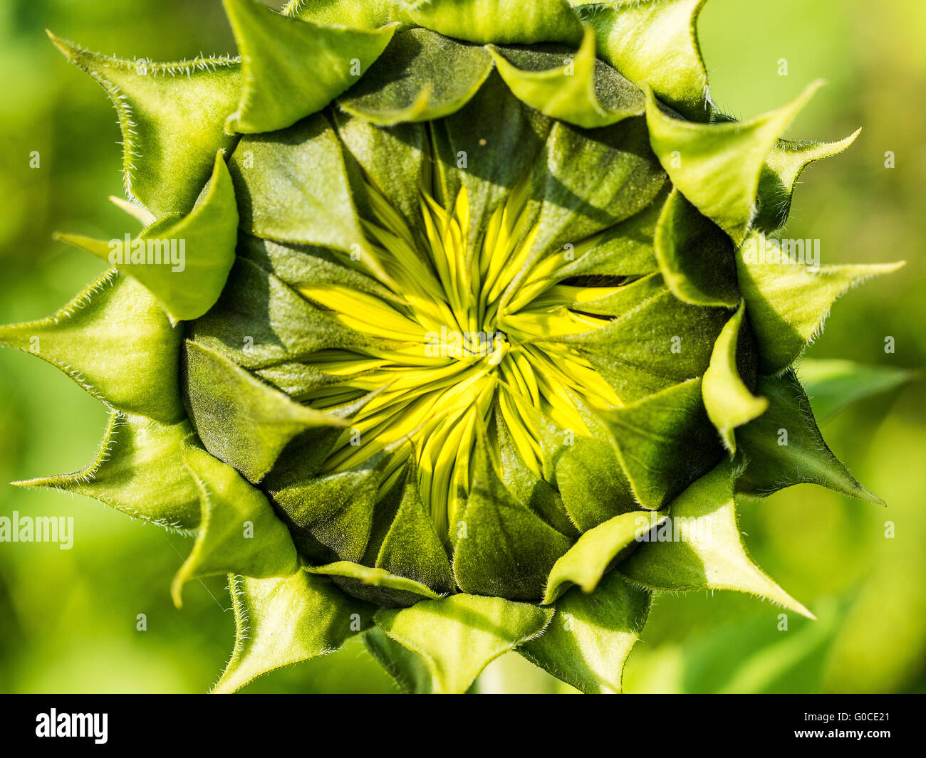 Young sunflower plants hires stock photography and images Alamy