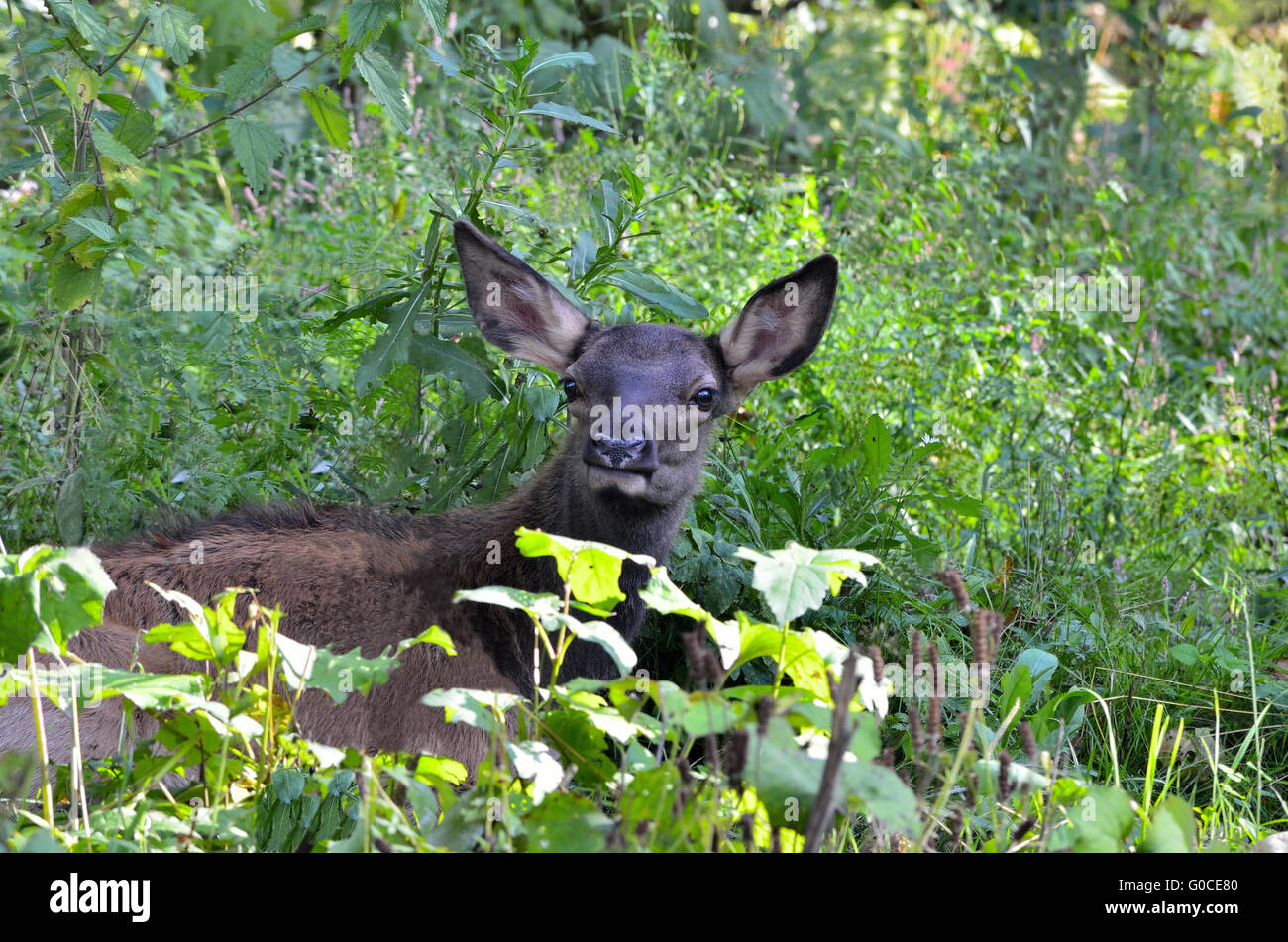 Young  Red Deer Fawn Stock Photo